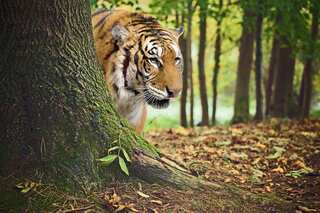 Hidden Wildlife Gems: India’s Top 5 Less-Known Forests To Spot Wildlife 
