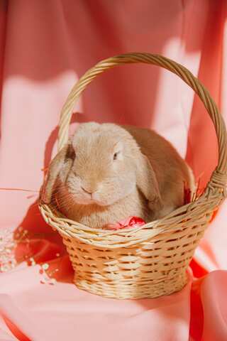 7 Ways to Know your Rabbit is Happy