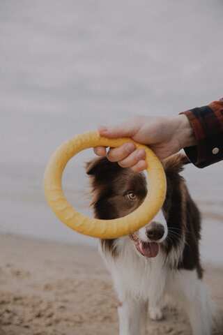 7 Toys You Can Buy For Your Pets