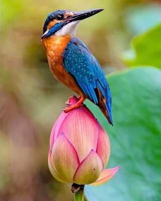 5 Fascinating Facts About Kingfishers
