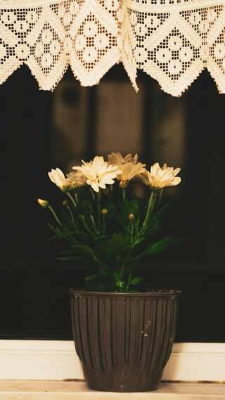 5 Best Indoor Plants for Better Sleep