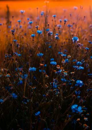 Why Blue Colour Is So Rare In Nature?
