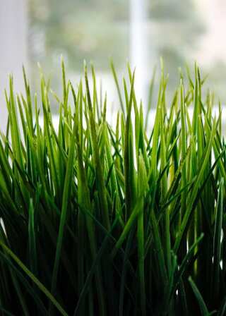 How to Easily Grow Wheatgrass in Your Kitchen Garden

