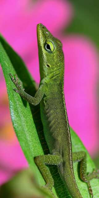 5 Fascinating Animals That Change Colour