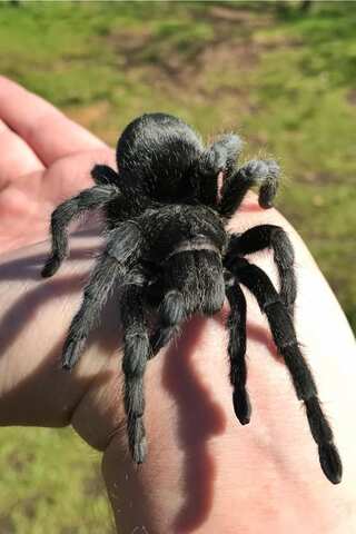 5 Fascinating Facts About Tarantula Spiders
