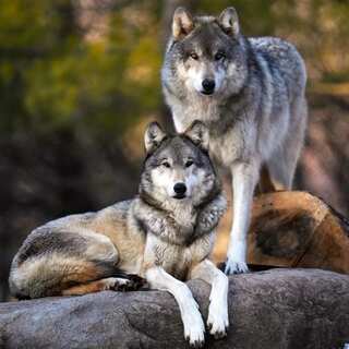 5 Essential Lessons for Kids Inspired by Animal Behaviour

