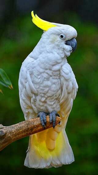 5 Beautiful Birds With Stunning Crowns
