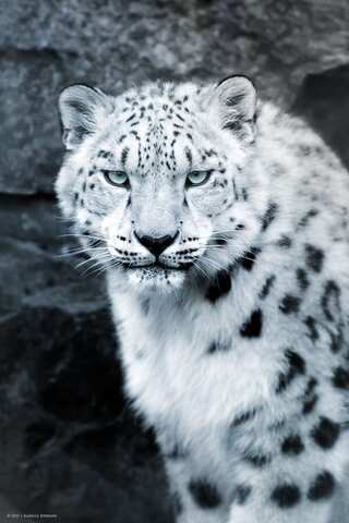 5 Iconic Himalayan Animals You Should Know

