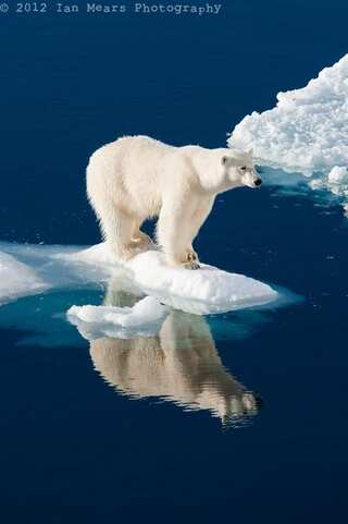 5 Fascinating Facts About Polar Bears

