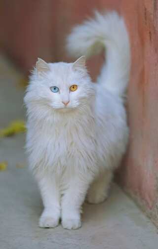 What Your Cat's Tail Reveals About Its Mood

