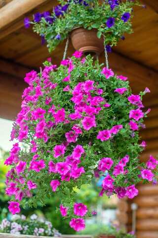 5 Eye-Catching Plants Ideal for Hanging Baskets
