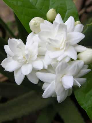 How to Grow Jasmine at Home in 6 Simple Steps
