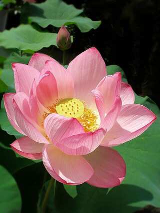 5 Flowers That Boost Hair Growth
