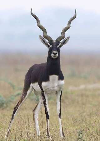 5 Places to Spot Blackbuck in India
