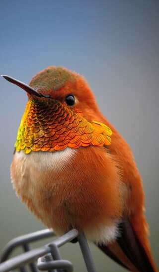 5 Beautiful Orange Birds That You'll Love
