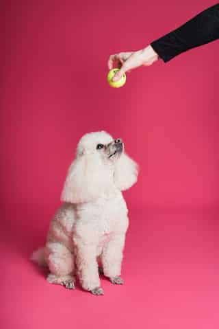 5 Essential Tips to Train Your Dog at Home