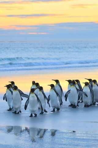5 Locations to See Penguins in Their Natural Habitat