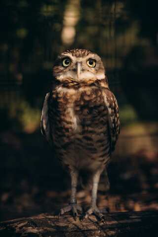 6 Fascinating Animals That Thrive Underground