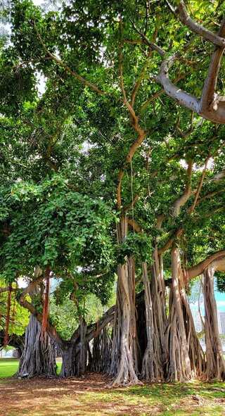 Discover 5 Iconic Trees from Around the Globe
