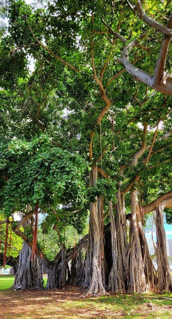 Discover 5 Iconic Trees from Around the Globe