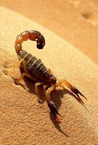 5 Animals Thriving in the Desert Without Water
