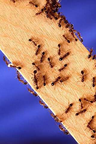 5 Natural Ways to Get Rid of Ants at Home

