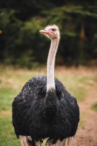 5 Animals With the Weirdest Eyes
