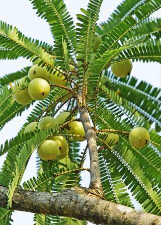 Step-by-Step Guide to Grow Gooseberry (Amla) in Pot
