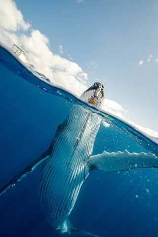 How Do Whales Sleep Without Drowning in The Ocean?