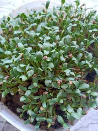 5 Simple Steps to Grow Fenugreek (Methi) at Home
