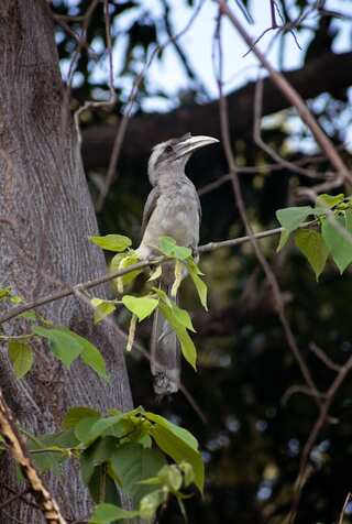 Bird Species Only Found in India
