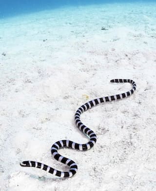 5 Beautiful Yet Deadly Sea Snakes You Should Know About