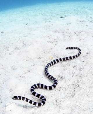 5 Beautiful Yet Deadly Sea Snakes You Should Know About