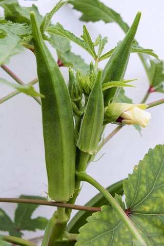 5 Steps to Grow Lady Finger (Bhindi) in Your Garden
