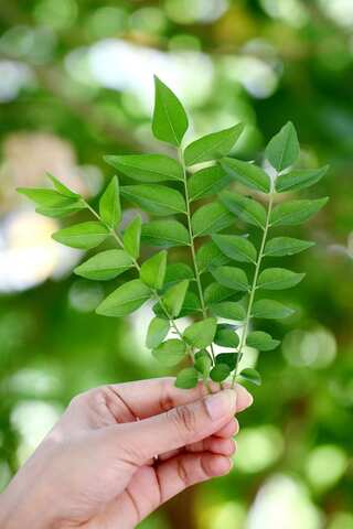 5 Essential Herbs to Grow in Small Kitchen Garden
