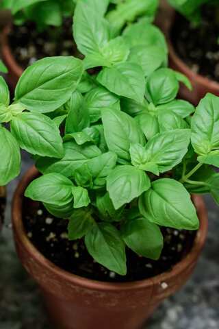Quick and Easy Basil Chutney Recipe of 5 Simple Steps
