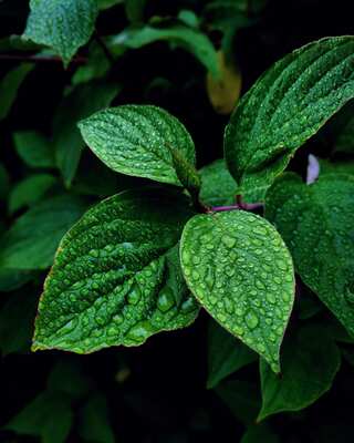 5 Herbs You Can Grow Indoors Without Sunlight