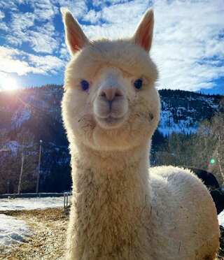 5 Lesser-Known Facts About Alpacas

