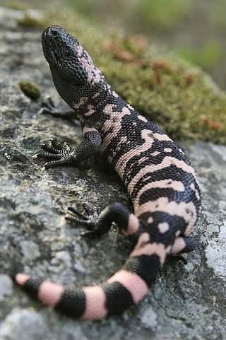 5 Venomous Animals That Are Dangerous But Provide Medical Benefits
