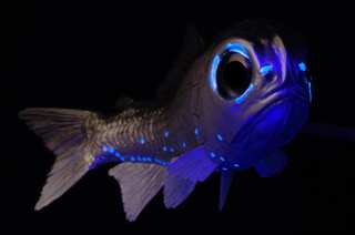 5 Marine Creatures That Produce Their Own Electricity