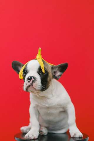 5 Most Common Fruit That Can Be Fatal For Your Dog