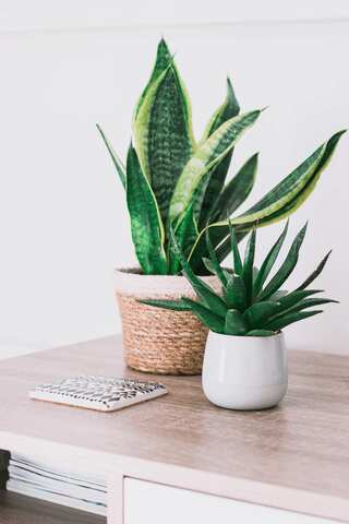 Top 5 Indoor Plants That Improve Air Quality in Winter