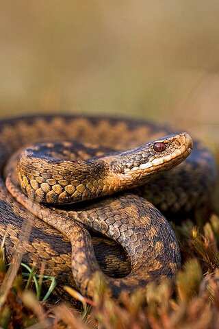Animals That Go Into Hibernation During Winter

