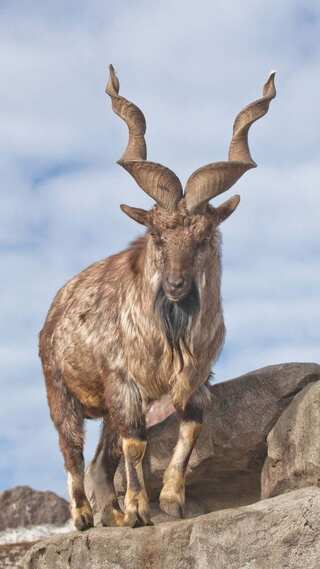 5 Fascinating Facts about Markhor
