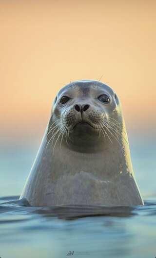 5 Animals with Natural Swimming Skills