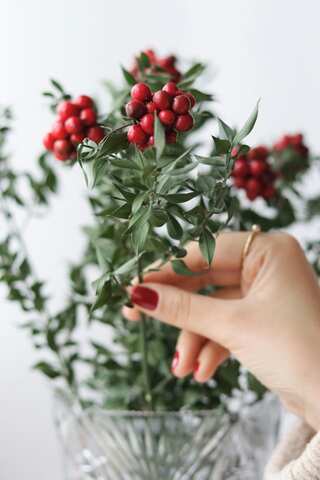 5 Indoor Plants for Christmas Decoration