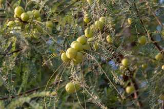 5 Superfoods to Help Prevent Early Greying of Hair