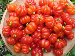 5 Health Benefits of Surinam Cherry (Pitanga)
