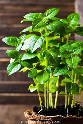 5 Leaves That Help Purify Blood