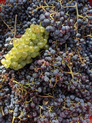 Black Grapes vs Green Grapes: Which Ones are Healthier?